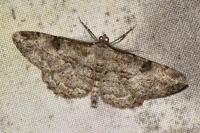 Peribatodes rhomboidaria rhomboidaria