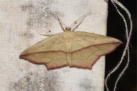 Timandra comae