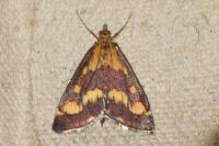 Pyrausta purpuralis