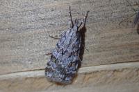 Scoparia pyralella