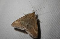 Pyrausta aerealis