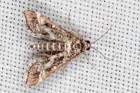 Diasemiopsis ramburialis