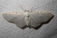Eupithecia cretaceata fenestrata