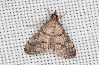 Metasia cuencalis bourgognei