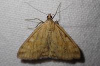 Sitochroa verticalis