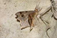Macaria alternata