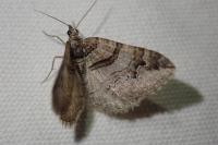 Pareulype berberata berberata