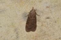Aphomia sociella