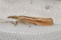Agriphila tristella