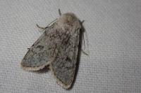 Agrotis simplonia