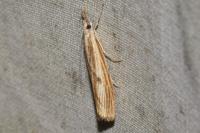 Agriphila inquinatella