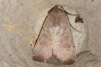 Hoplodrina ambigua