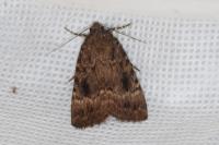 Amphipyra pyramidea