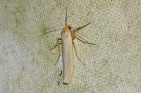 Eilema caniola