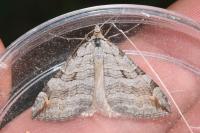 Aplocera plagiata