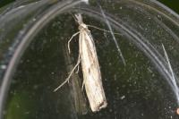 Agriphila inquinatella