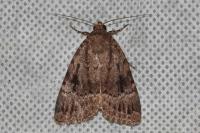 Amphipyra pyramidea