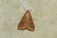 Udea ferrugalis