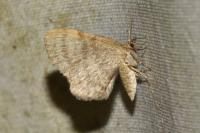 Euchoeca nebulata