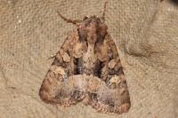 Apamea remissa