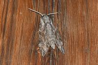 Agrius convolvuli