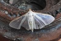 Palpita vitrealis