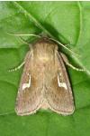 Phragmatiphila nexa