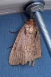 Amphipyra pyramidea/Amphipyra berbera
