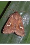 Phragmatiphila nexa