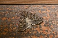 Apamea furva