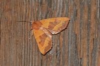 Atethmia centrago