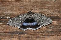 Catocala fraxini