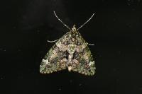 Chloroclysta siterata