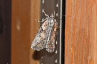 Bryophila raptricula