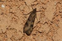 Nomophila noctuella