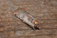 Epilecta linogrisea