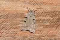 Eugnorisma glareosa