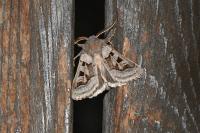 Episema glaucina
