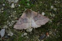 Crocallis tusciaria