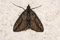 Thera cupressata