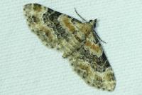 Eupithecia pulchellata