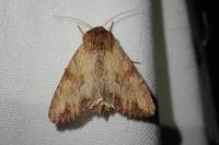 Apamea sublustris