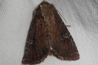 Apamea lateritia