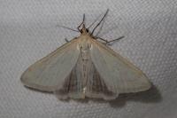 Udea austriacalis