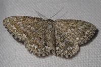 Scopula immorata
