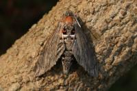 Agrius convolvuli