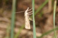 Agriphila geniculea