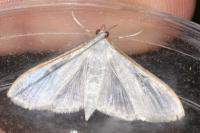 Palpita vitrealis