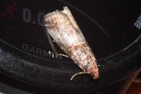 Acrobasis advenella