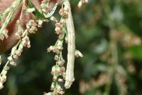 Ectropis crepuscularia